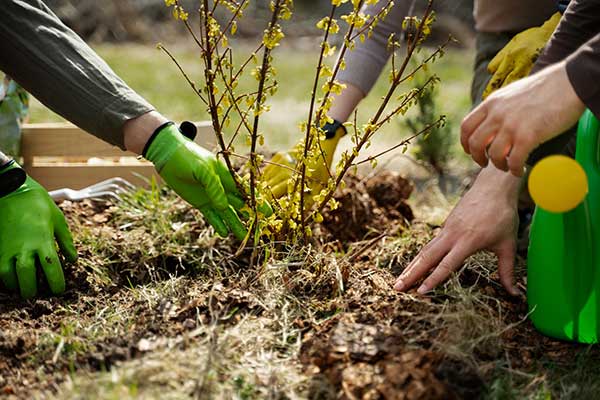 Tree Plantation